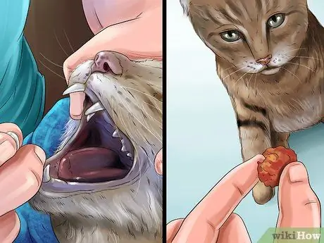 Дайте стероиды кошкам с воспалением Шаг 3