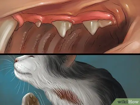 Дайте стероиды кошкам с воспалением Шаг 5