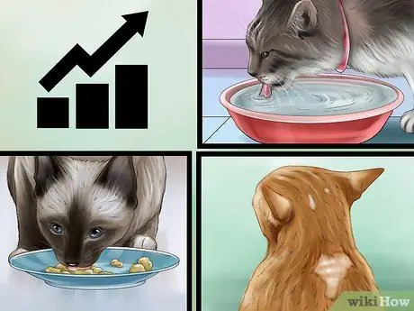 Дайте стероиды кошкам с воспалением Шаг 6