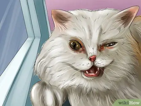 Дайте стероиды кошкам с воспалением Шаг 8