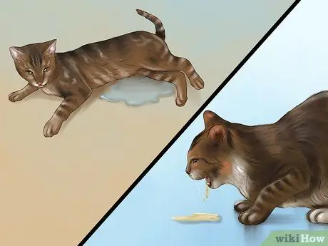 Дайте стероиды кошкам с воспалением Шаг 9