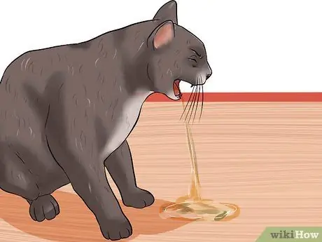 Диагностика лимфосаркомы кошек Шаг 4