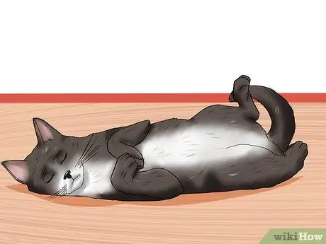 Диагностика лимфосаркомы кошек Шаг 5