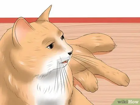 Диагностика лимфосаркомы кошек Шаг 6