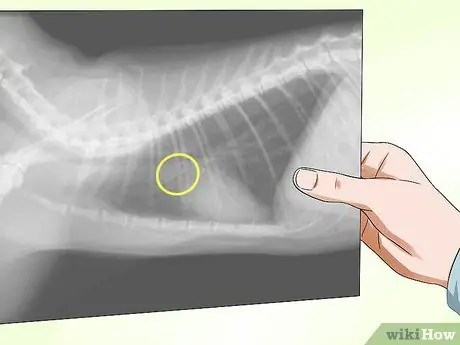 Диагностика лимфосаркомы кошек Шаг 9