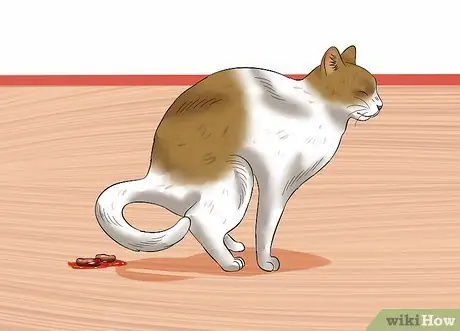 Сделайте кошке клизму дома Шаг 11