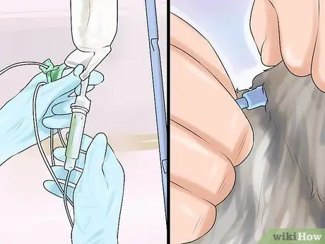 Дать кошке подкожные жидкости Шаг 14