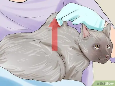 Дать кошке подкожные жидкости Шаг 9