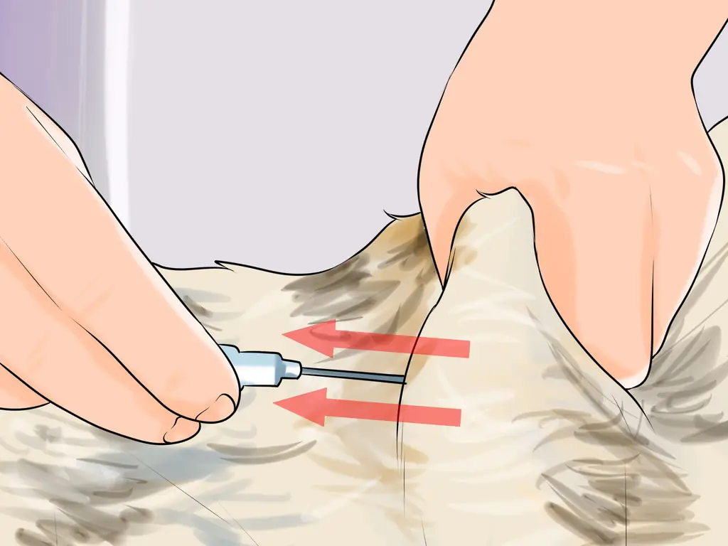 Как вводить подкожную жидкость кошке: 15 шагов (с иллюстрациями)