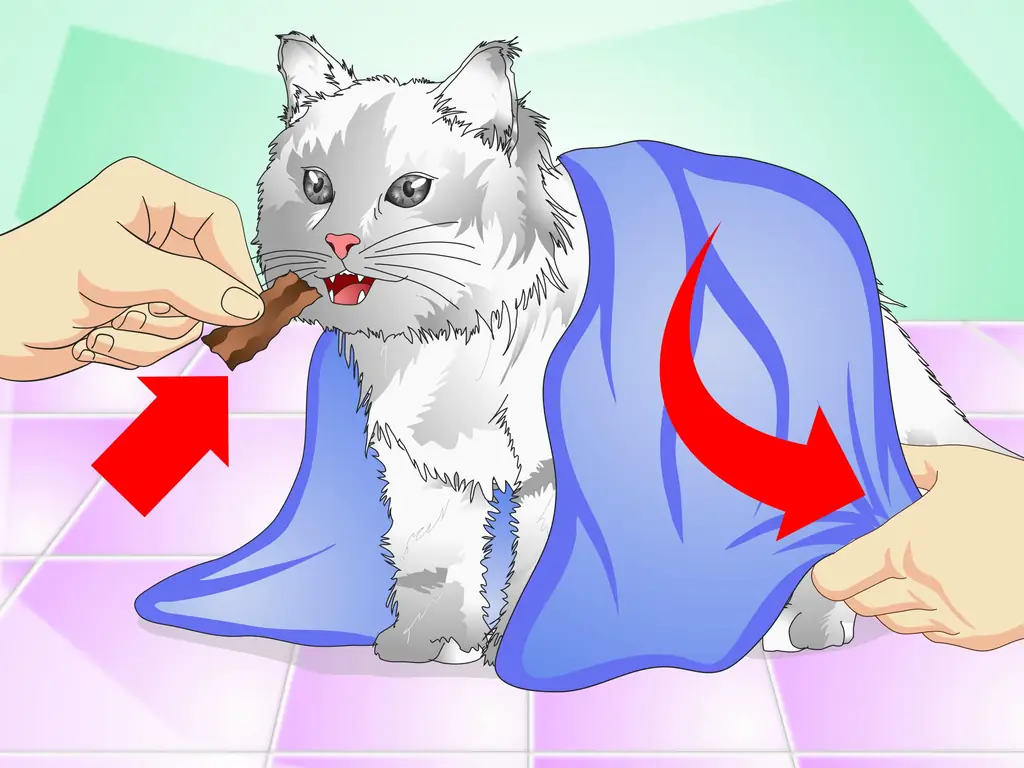 Как давать кошкам жидкое лекарство: 11 шагов (с иллюстрациями)