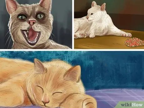 Дайте габапентин кошкам с раком Шаг 14