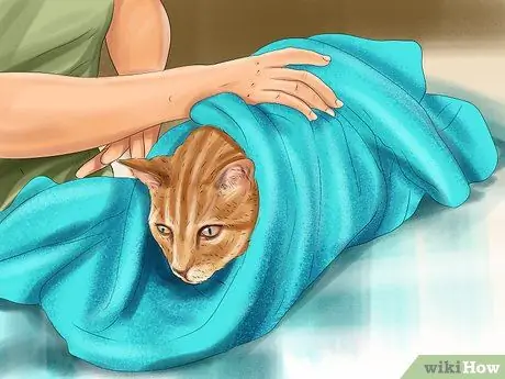 Дайте габапентин кошкам с раком Шаг 2