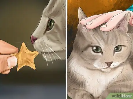 Дайте габапентин кошкам с раком Шаг 4