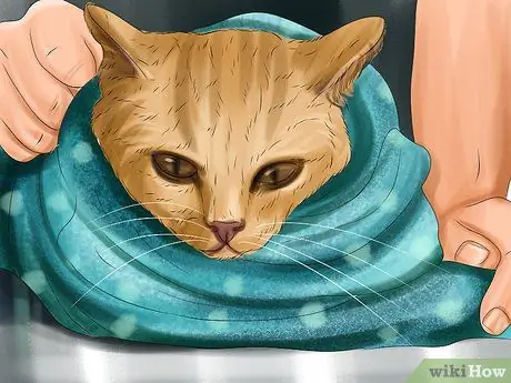 Дайте габапентин кошкам с раком Шаг 5