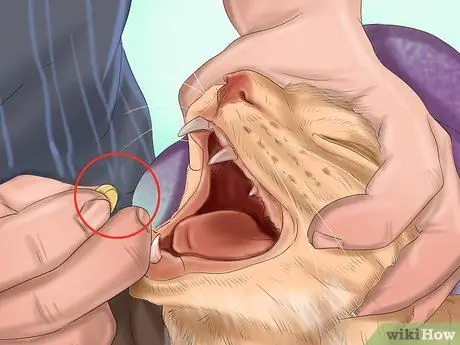 Дайте габапентин кошкам с раком Шаг 6