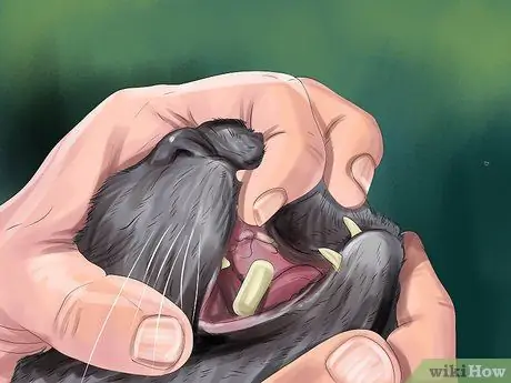 Дайте габапентин кошкам с раком Шаг 7