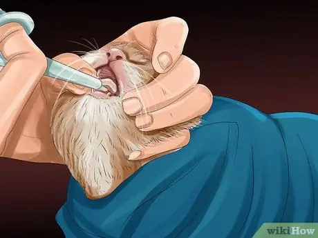 Дайте габапентин кошкам с раком Шаг 8