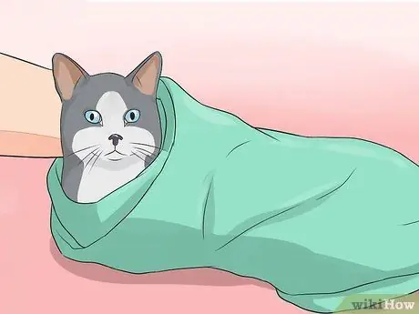 Дайте вашей кошке капли для носа, шаг 16