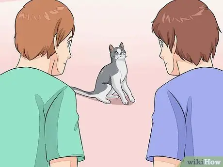 Дайте вашей кошке капли для носа, шаг 7