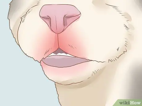 Диагностика и лечение язв грызунов у кошек Шаг 1