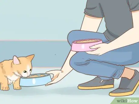 Диагностика и лечение язвы грызунов у кошек Шаг 11