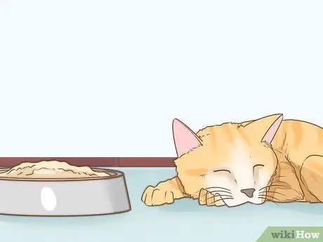 Диагностика и лечение язвы грызунов у кошек Шаг 2