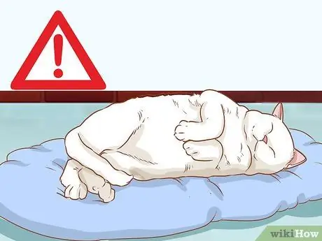 Диагностика и лечение язвы грызунов у кошек Шаг 3