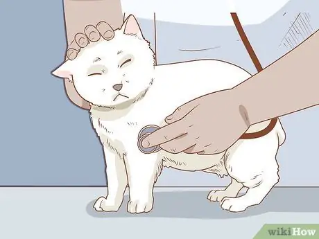 Диагностика и лечение язвы грызунов у кошек Шаг 4