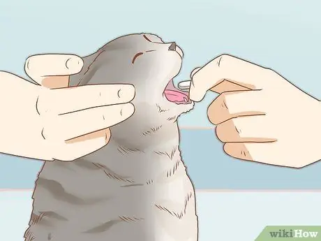 Диагностика и лечение язв грызунов у кошек Шаг 6