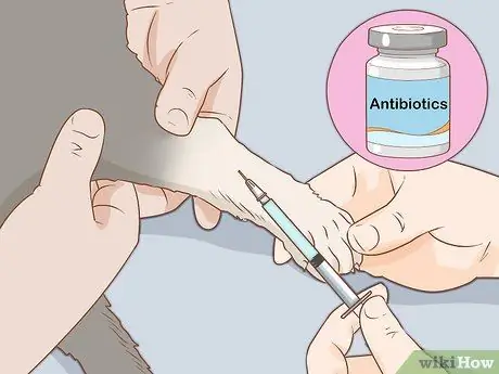 Диагностика и лечение язв грызунов у кошек Шаг 7