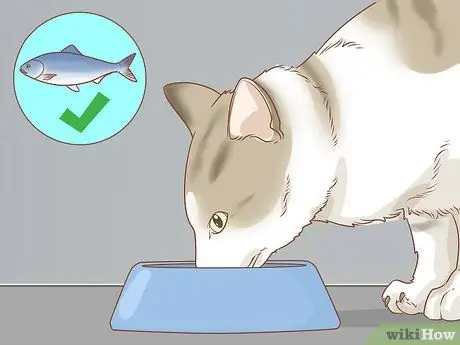 Диагностика и лечение язвы грызунов у кошек Шаг 8