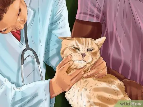 Лечить проблемы со зрением у пожилых кошек Шаг 1