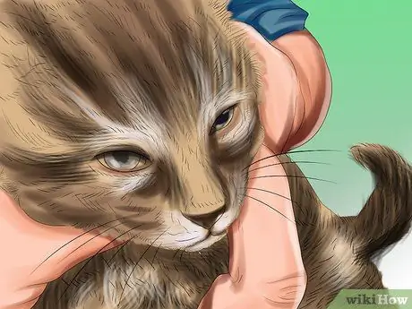 Лечить проблемы со зрением у пожилых кошек Шаг 10