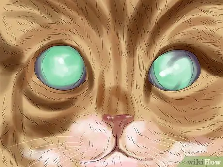 Лечить проблемы со зрением у пожилых кошек Шаг 11