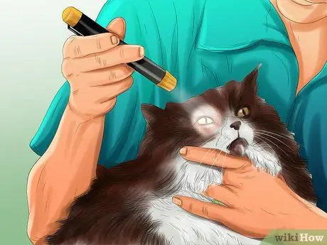 Лечить проблемы со зрением у пожилых кошек Шаг 12