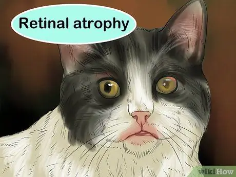 Лечить проблемы со зрением у пожилых кошек Шаг 13