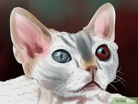 Лечить проблемы со зрением у пожилых кошек Шаг 14