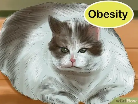 Лечить проблемы со зрением у пожилых кошек Шаг 16