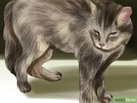 Лечить проблемы со зрением у пожилых кошек Шаг 17