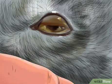 Лечить проблемы со зрением у пожилых кошек Шаг 2