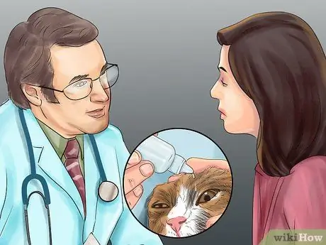 Лечить проблемы со зрением у пожилых кошек Шаг 3