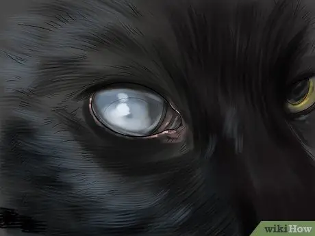 Лечить проблемы со зрением у пожилых кошек Шаг 4