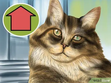 Лечить проблемы со зрением у пожилых кошек Шаг 5