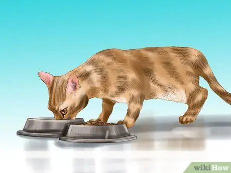 Лечить проблемы со зрением у пожилых кошек Шаг 6