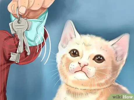 Лечить проблемы со зрением у пожилых кошек Шаг 9