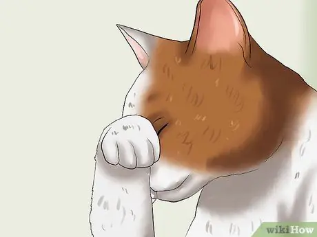 Диагностика глаукомы кошек Шаг 1