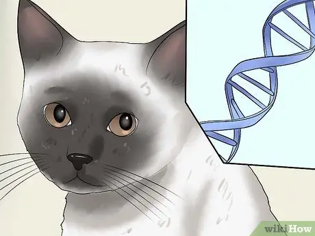 Диагностика глаукомы кошек Шаг 10