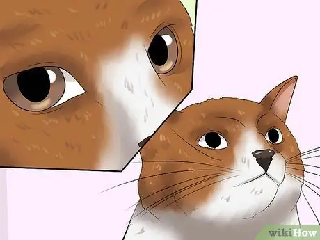 Диагностика глаукомы кошек Шаг 2