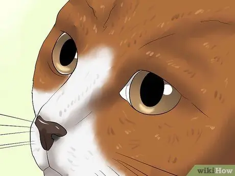 Диагностика глаукомы кошек Шаг 3