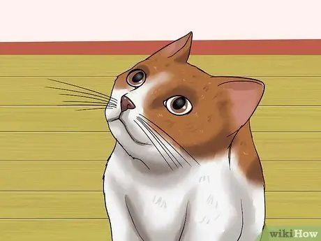 Диагностика глаукомы кошек Шаг 4